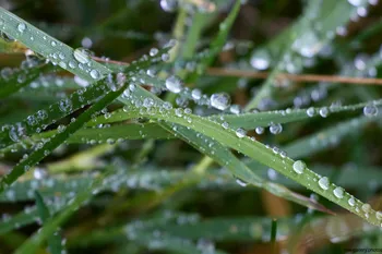 Garden grass droplets.jpg
